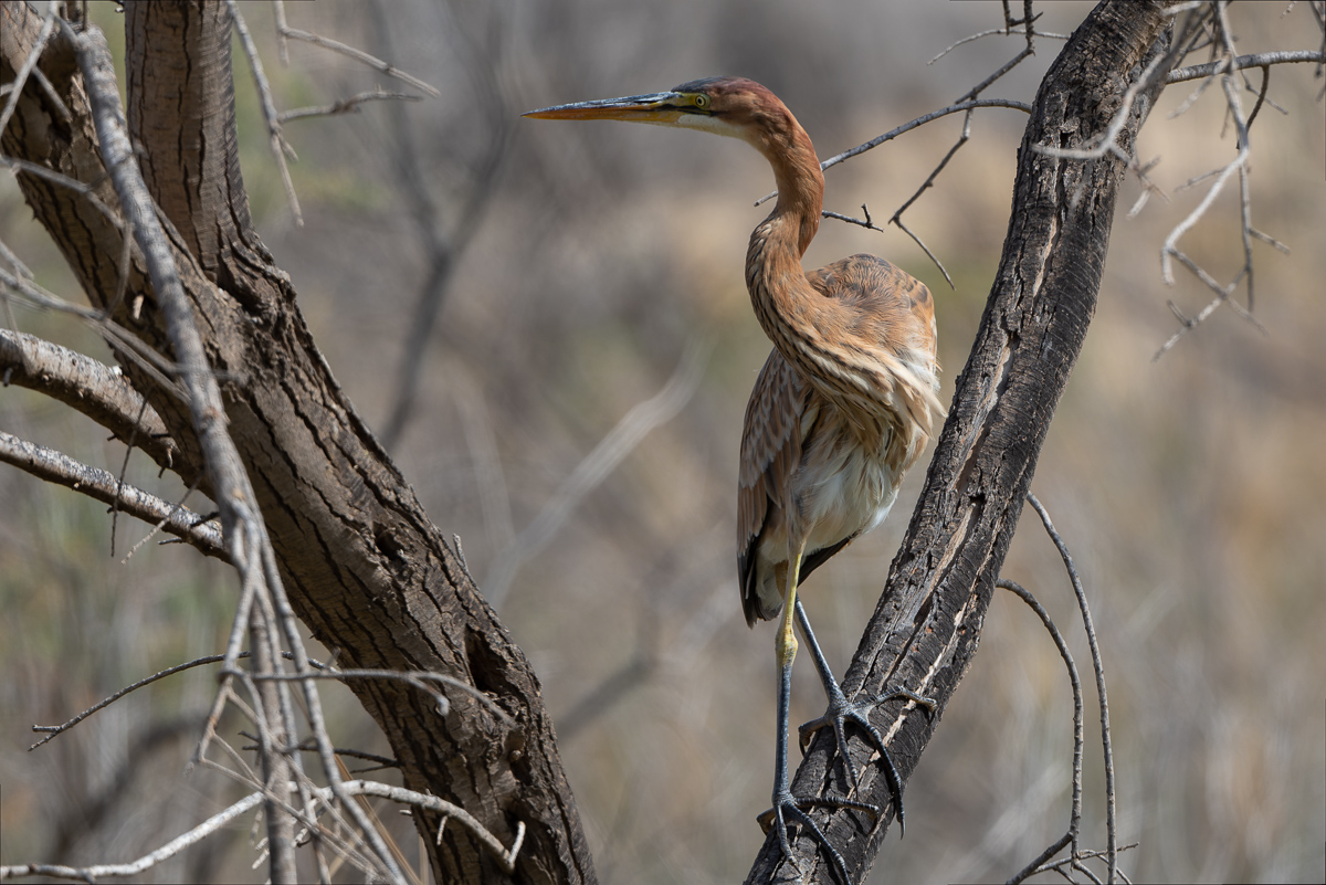 Purperreiger (Ardea purpurea)
